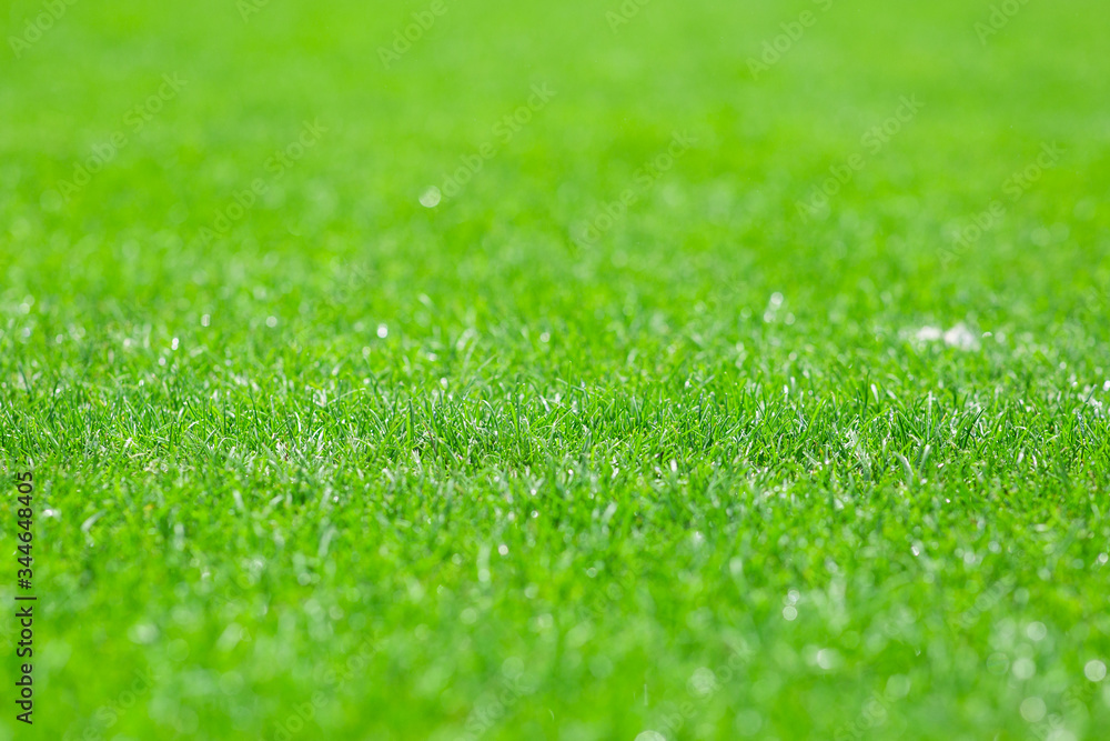 mowed lawn in a sports stadium
