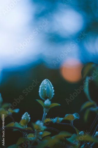 Blue Hour Flower Bud