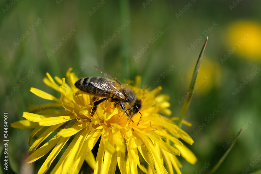 Biene auf Löwenzahn im April 2020 - Stockfoto Biene auf Löwenzahn im April 2020 - Stockfoto