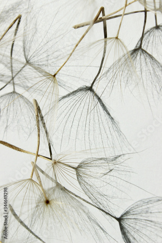 Blurry image of seeds of dandelion on white background  vertical view. Abstract nature background with a copy space for text.