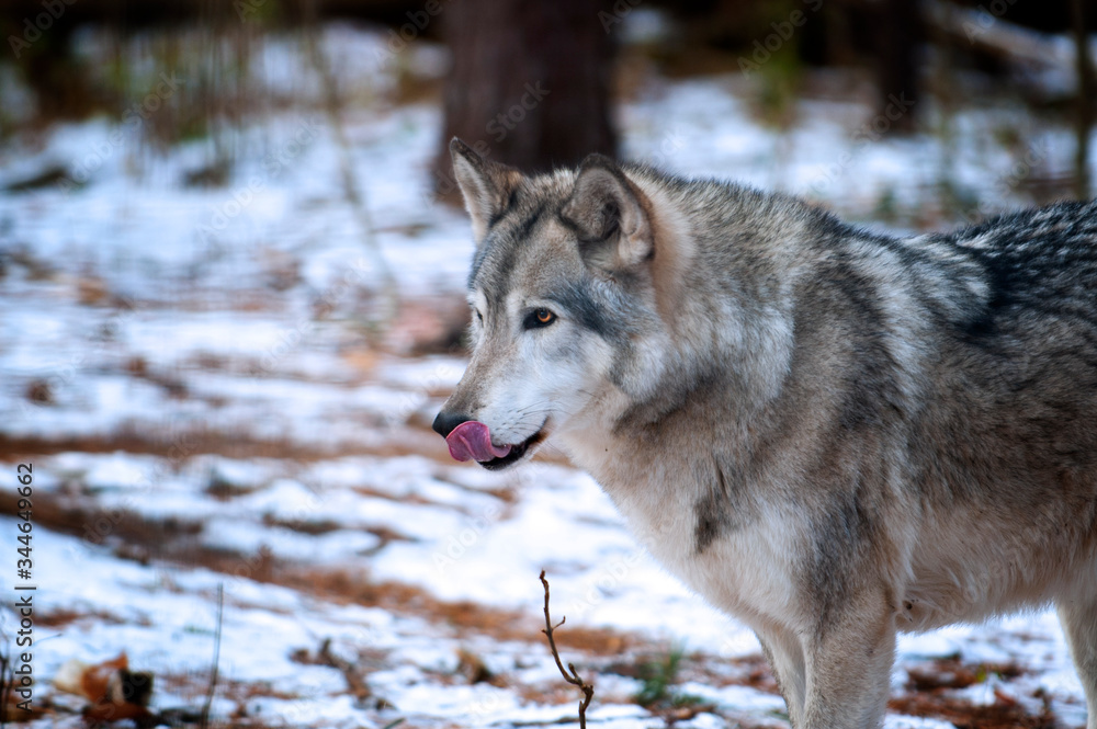 Naklejka premium Wolf at Adirondack Wildlife Refuge Upstate New York
