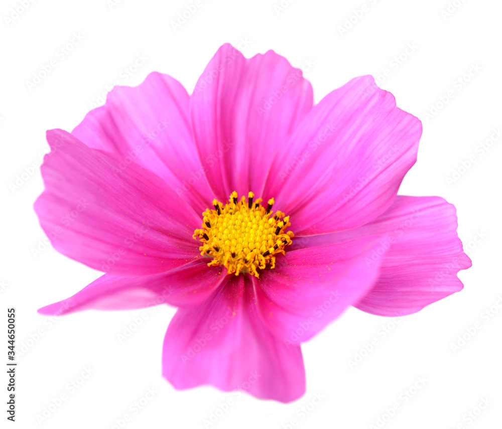 pink Cosmos Flower