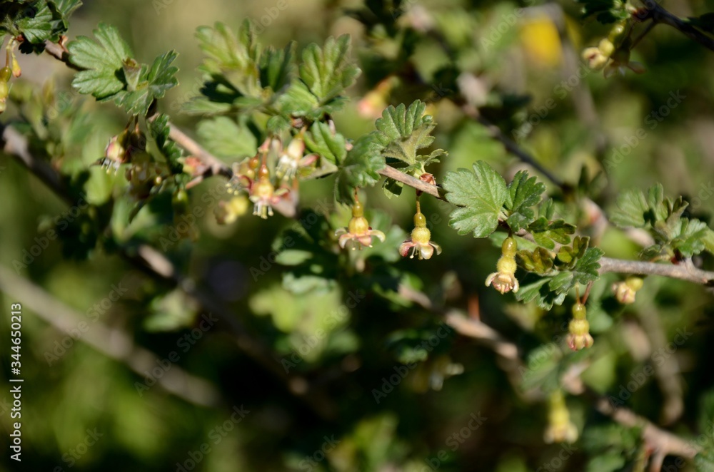 close-up of gooseberry blossom and green leaves on a branch of gooseberry bush on the green background growing in the garden on sunny day, farming and growing organic products. close-up of gooseberry blossom and green leaves on a branch of gooseberry bush on the green background growing in the garden on sunny day, farming and growing organic products.