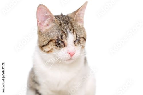 Mixed breed blind cat on white