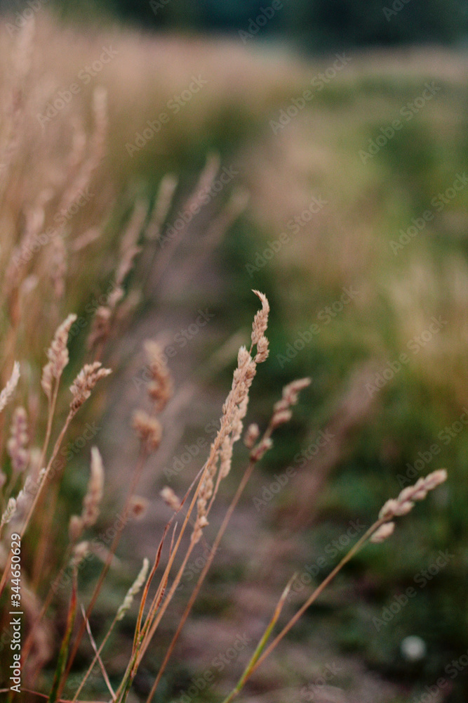 grass in the wind grass in the wind