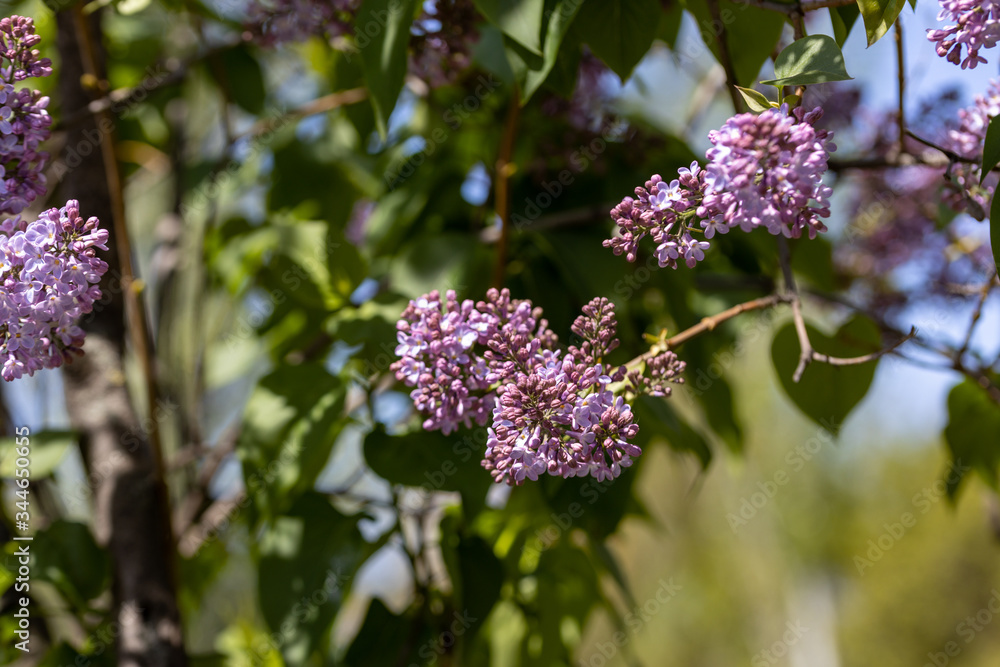 Purple lilac flowers. Detailed view. Purple lilac flowers. Detailed view.