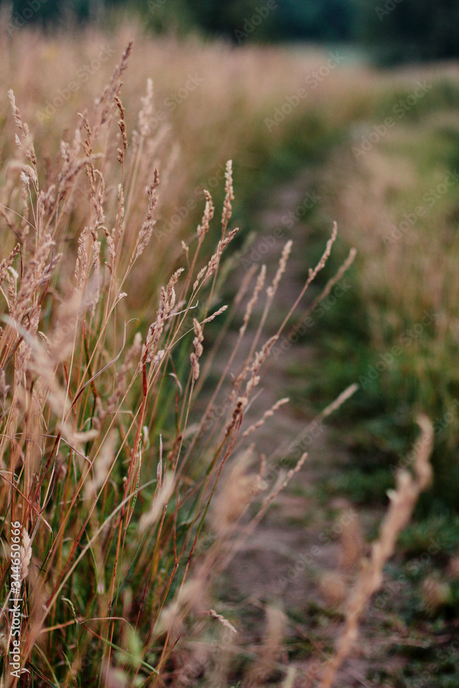 grass in the wind grass in the wind