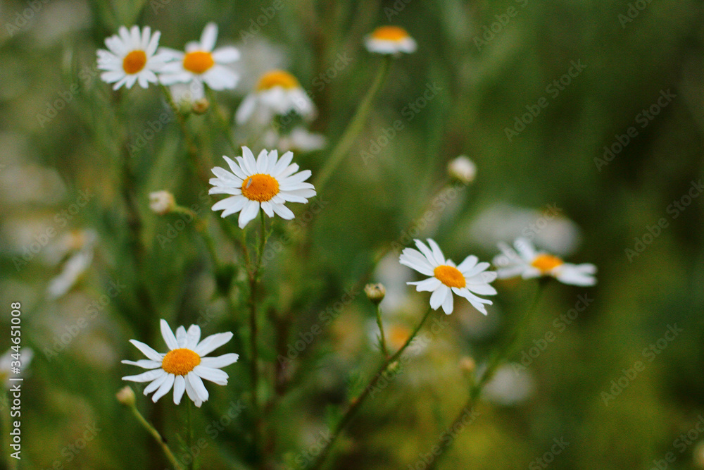 daisies in a field daisies in a field