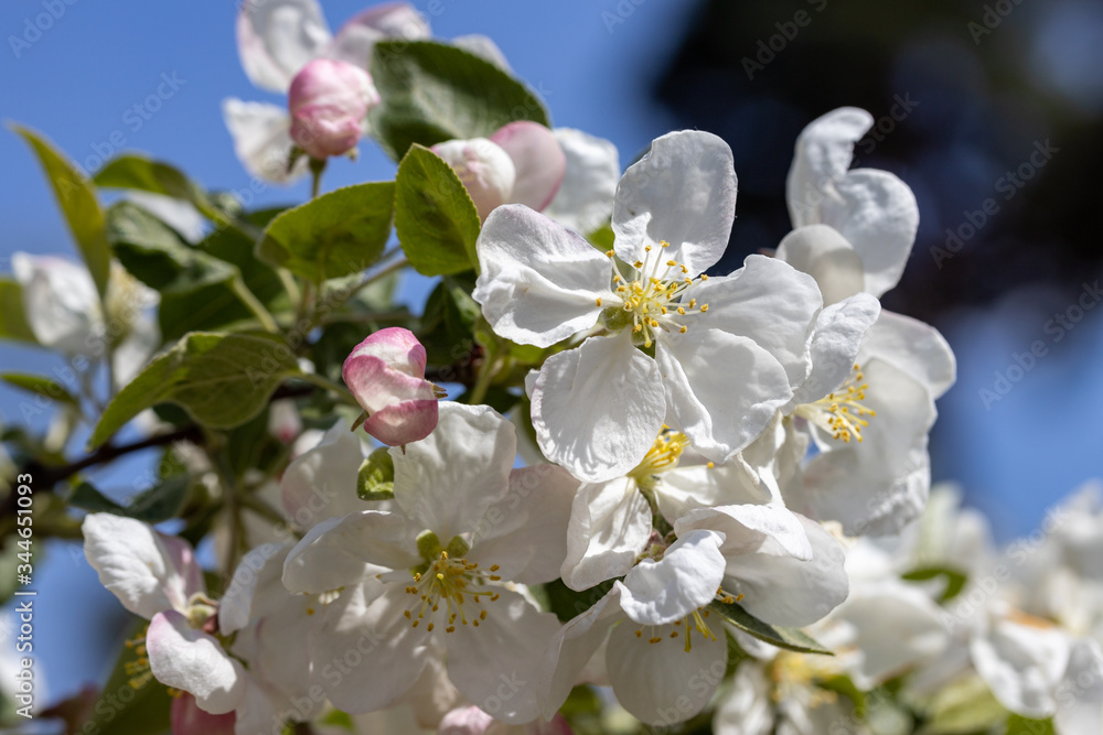 Fototapeta premium White flowers of apple tree. Detailed view.