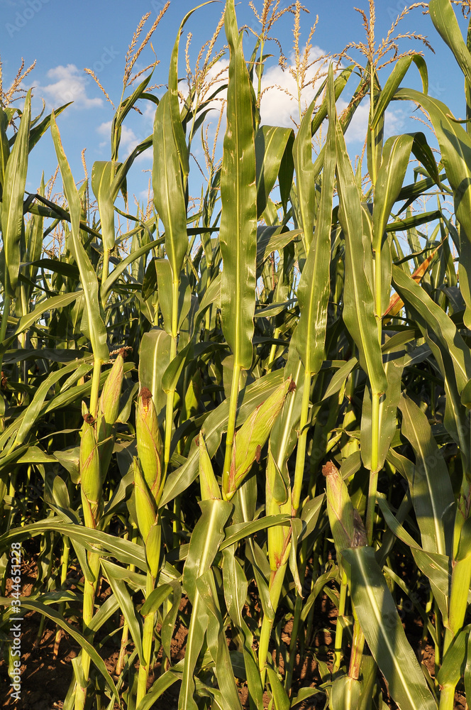 Corn grows in the field Corn grows in the field