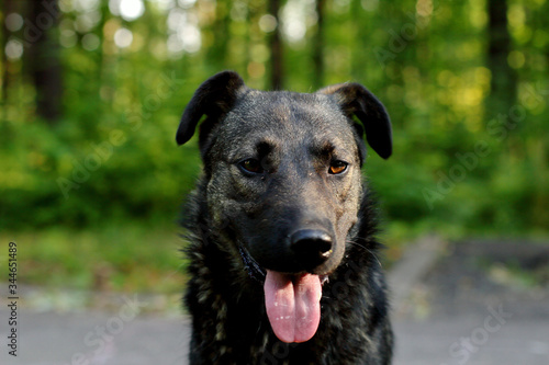 portrait of a dog