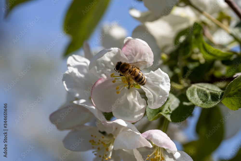 A bee on a white flower of an apple tree. Detailed view. A bee on a white flower of an apple tree. Detailed view.