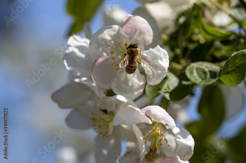 A bee on a white flower of an apple tree. Detailed view.