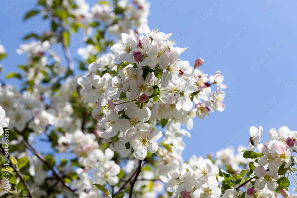 White flowers of apple tree. Detailed view.