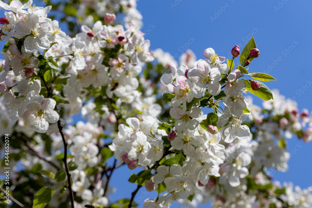 White flowers of apple tree. Detailed view. White flowers of apple tree. Detailed view.