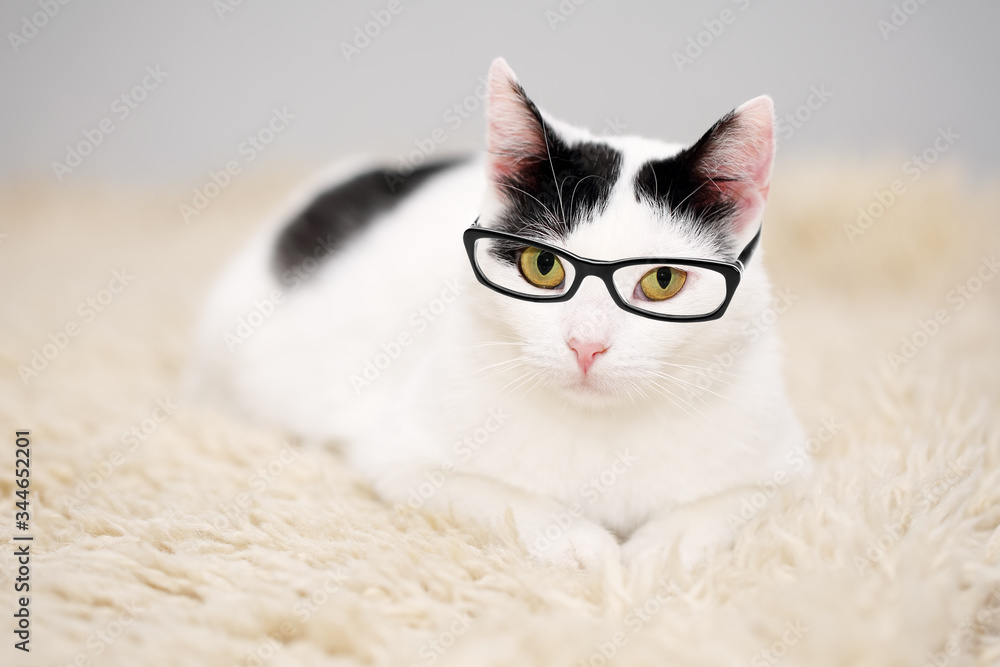 Portrait of a beautiful white with black spots cat, wearing glasses