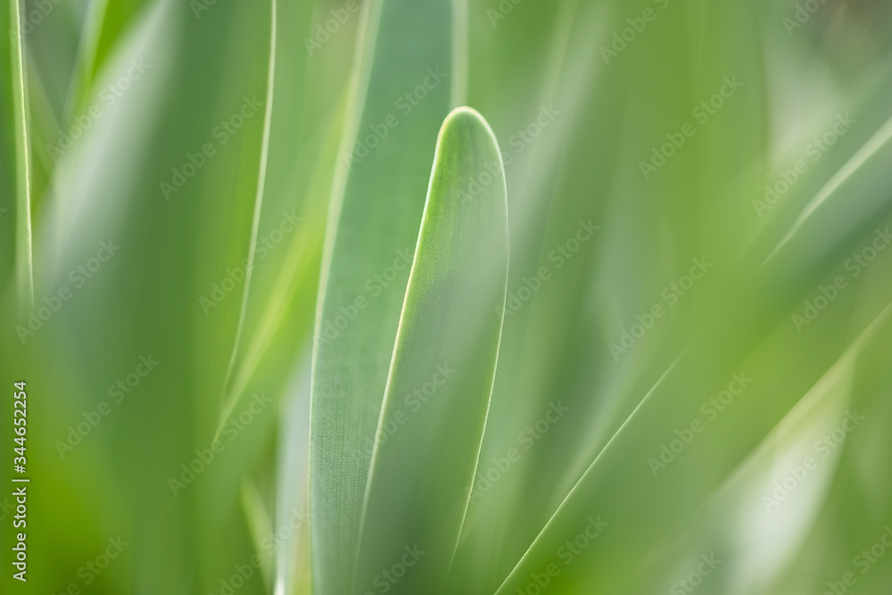 Obraz premium Green background. Green grass close-up with shallow depth of field.