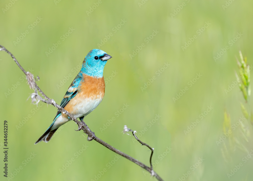 Lazuli Bunting (Passerina amoena), Joseph D Grant Park, Santa Clara County, California, USA Lazuli Bunting (Passerina amoena), Joseph D Grant Park, Santa Clara County, California, USA