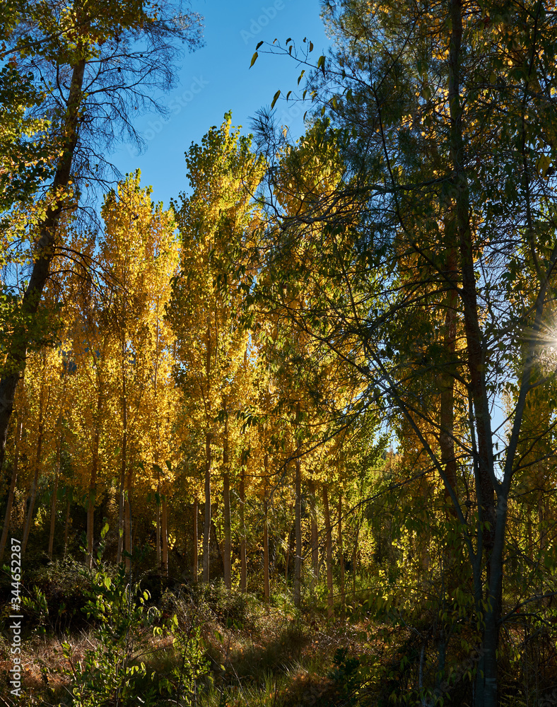 Naklejka premium an elm forest