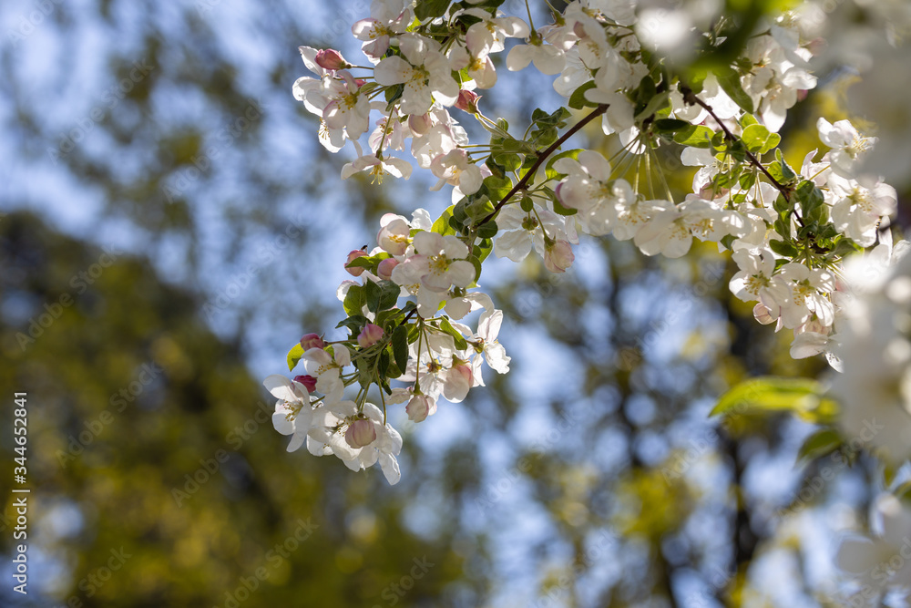 White flowers of apple tree. Detailed view. White flowers of apple tree. Detailed view.