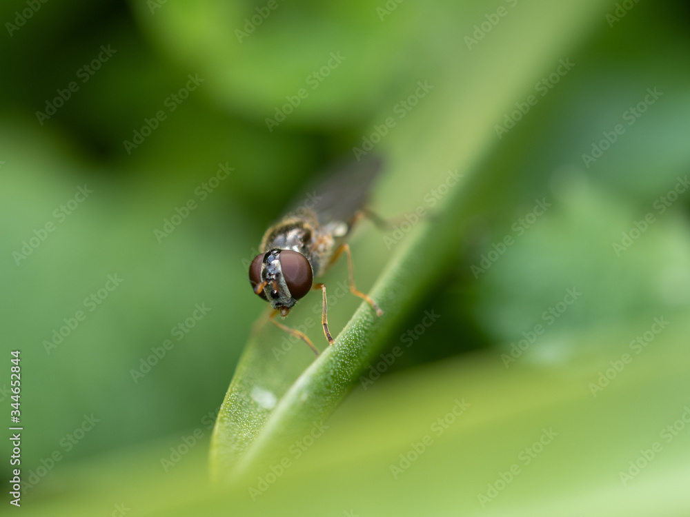 Fly on a Bluebell Leaf Fly on a Bluebell Leaf