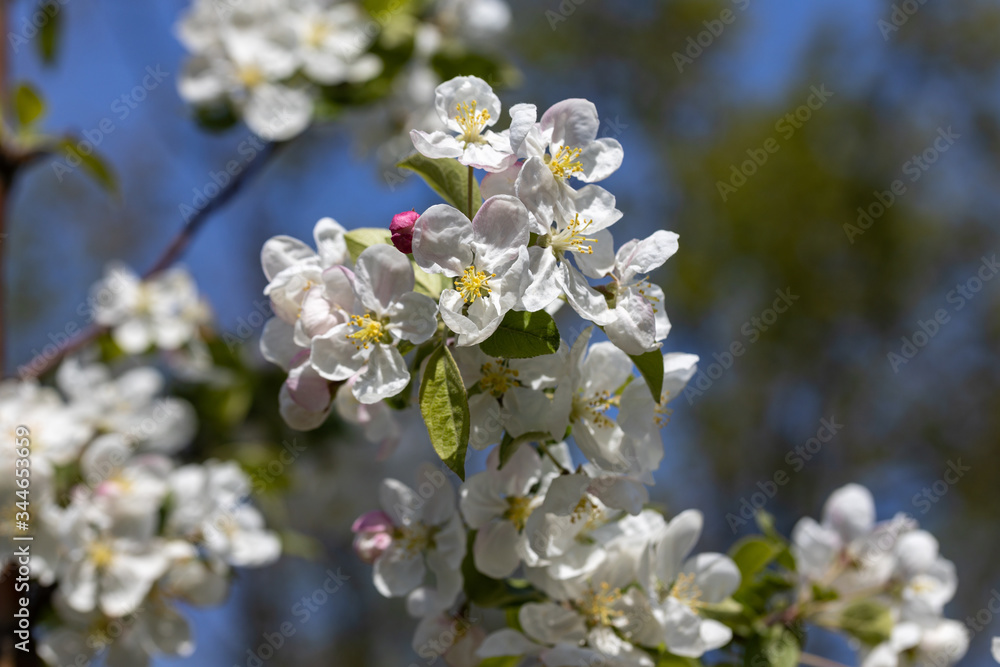White flowers of apple tree. Detailed view. White flowers of apple tree. Detailed view.