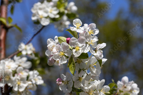 White flowers of apple tree. Detailed view.