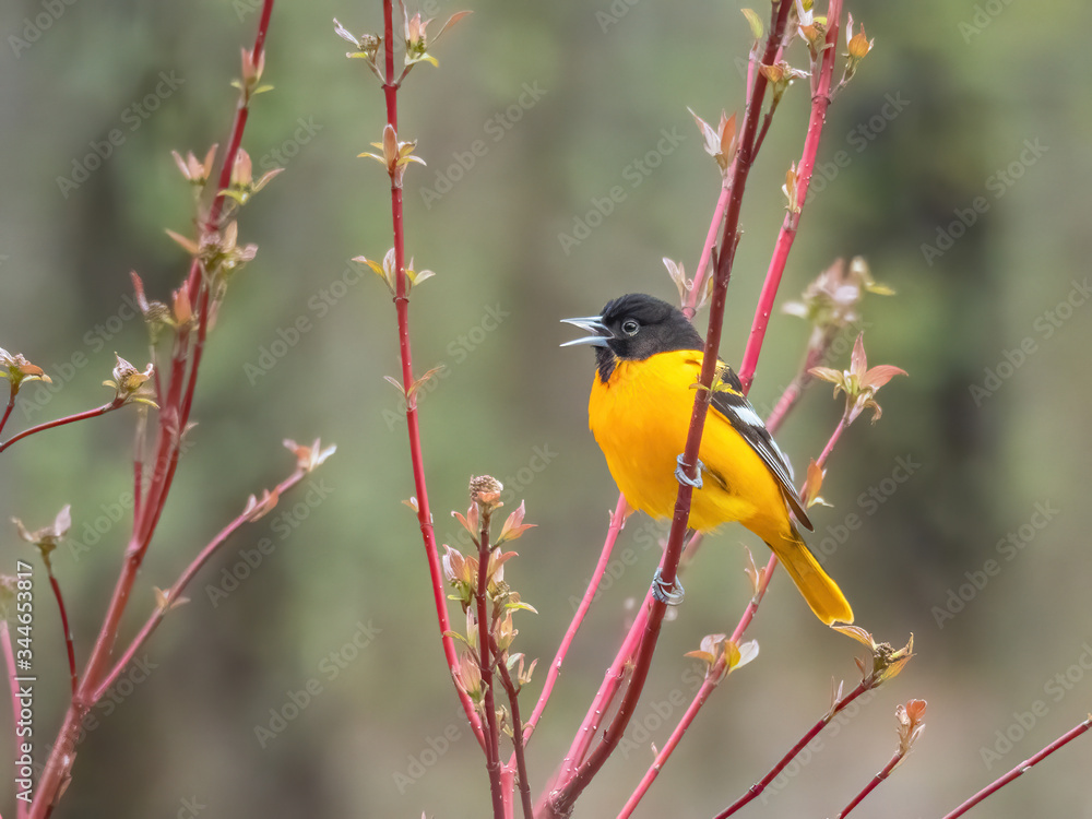 Obraz premium Baltimore oriole singing in tree