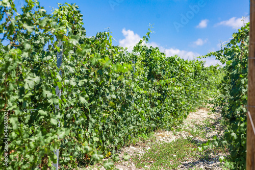 Green grapes in a vineyard in France, Bordeaux