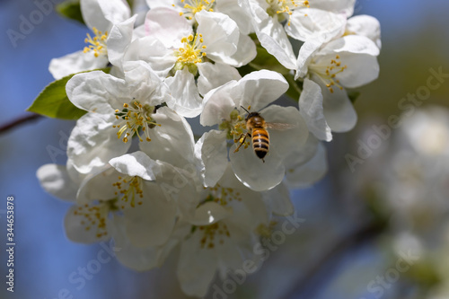 A bee on a white flower of an apple tree. Detailed view.