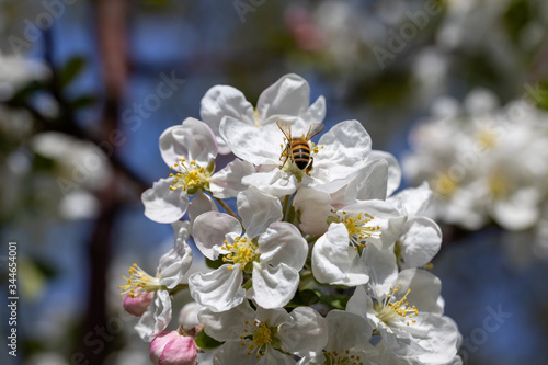 A bee on a white flower of an apple tree. Detailed view.