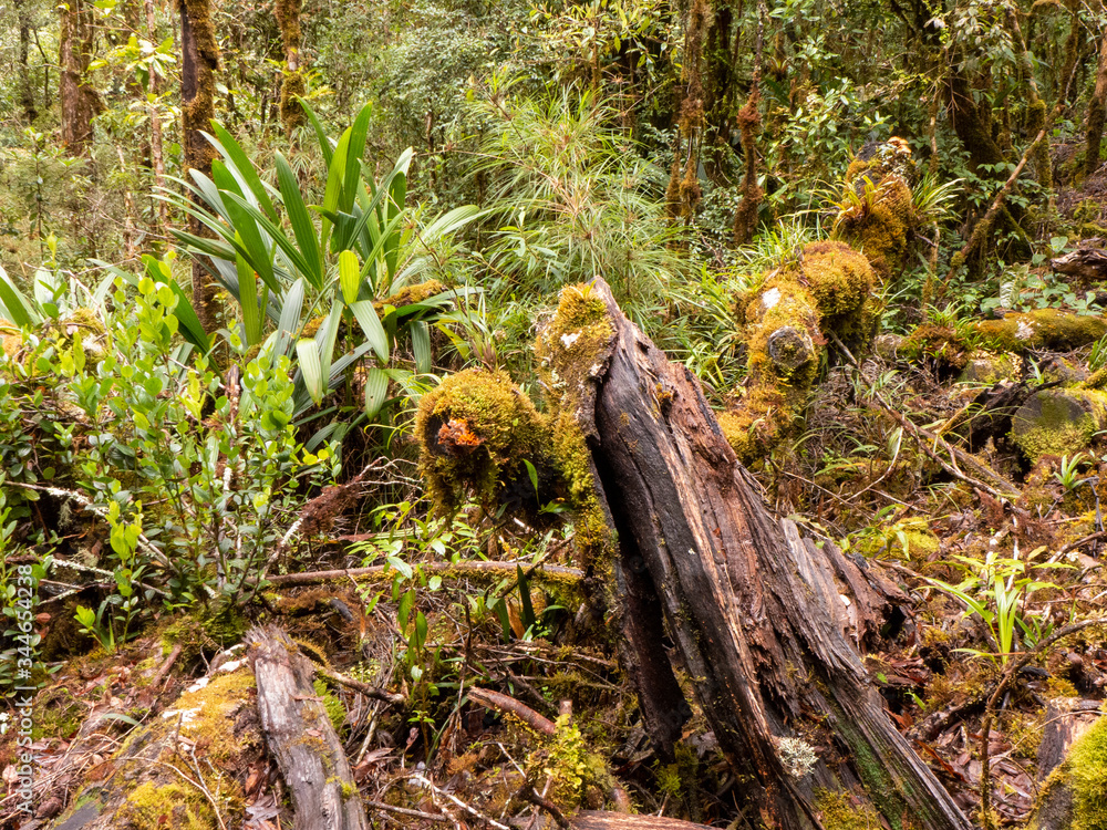 Obraz premium Der Tropische Bergwald am Cerro de la Muerte bei einer Wanderung durch das Savegre Tal in Costa Rica.