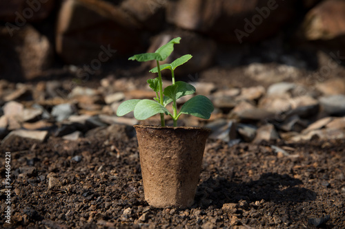 Pumpkin seedlings in a garden. Sunny spring day.