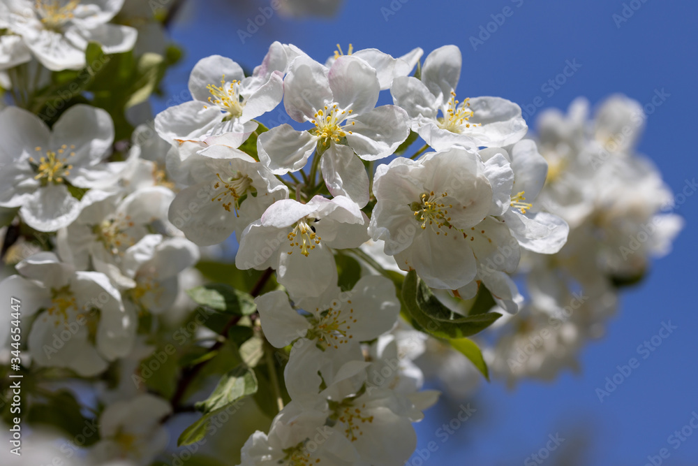 White flowers of apple tree. Detailed view. White flowers of apple tree. Detailed view.
