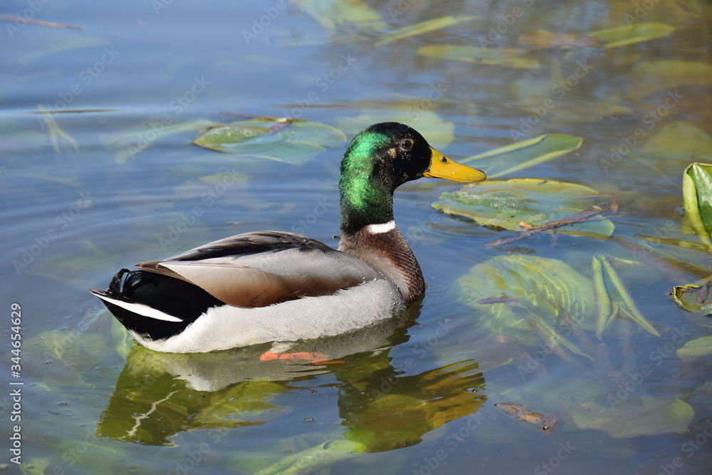 Obraz premium Anatra nello stagno