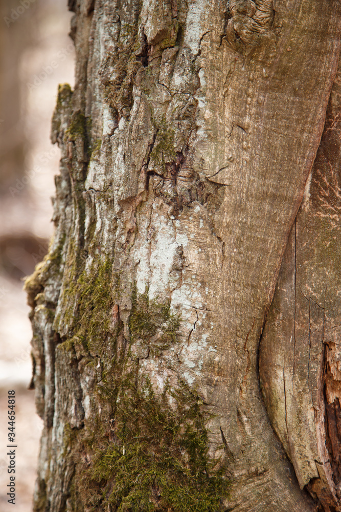 Fototapeta premium tree bark texture