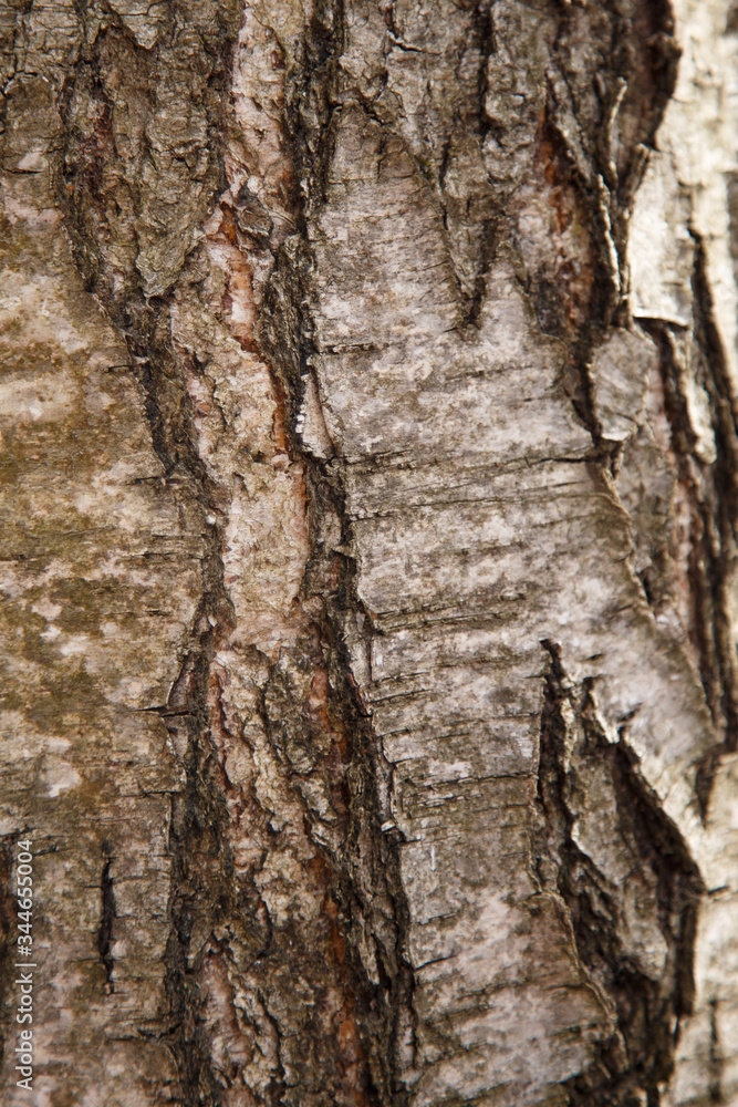 Obraz premium tree bark texture