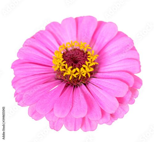 pink zinnia flower isolated on white background