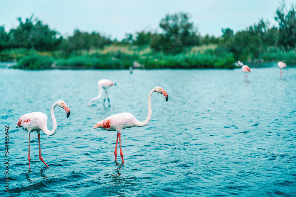 Fototapeta Two Greater pink flamingos, large and small, stand in the water, side view. In the background-a blue pond, a green bank and other birds. Copy of the space