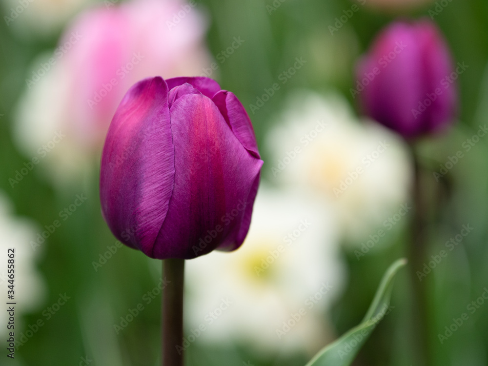Naklejka premium Blooming purple tulip in the park