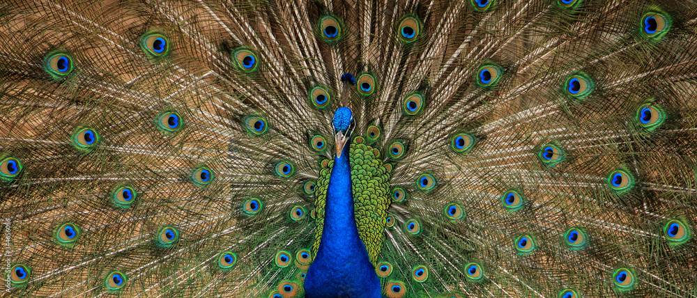 Obraz premium peacock with feathers