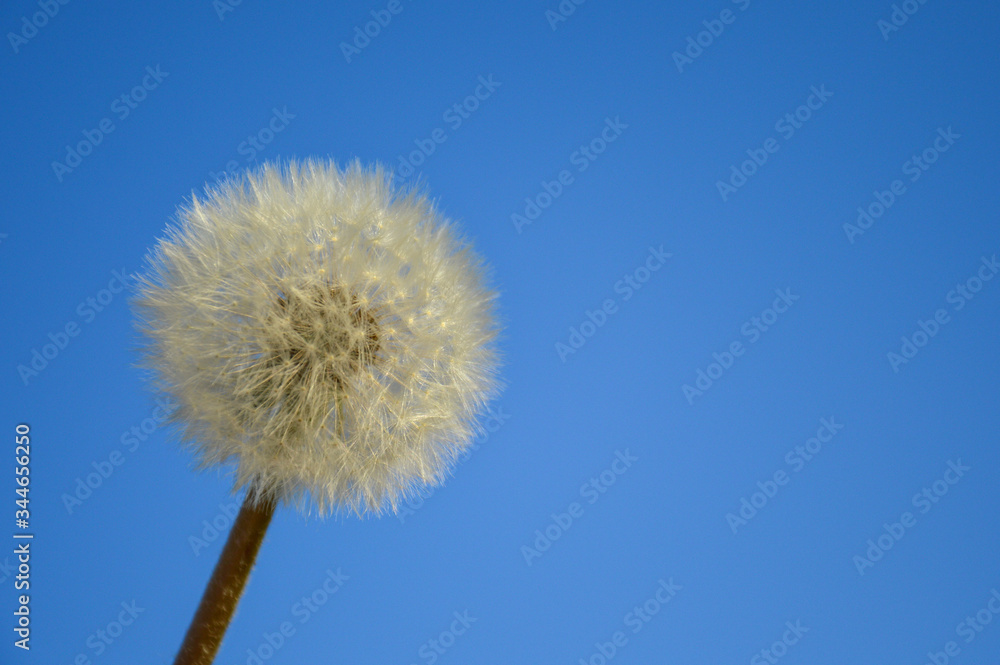 Dandelions in the blue sky