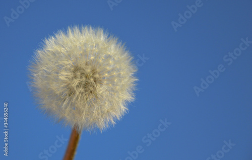 Blowball in the blue sky