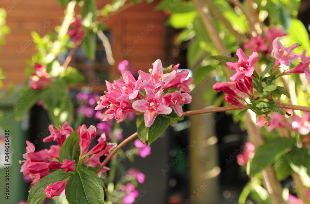 Fototapeta premium a branch with bunches beautiful pink flowers of the weigela shrub in the flower garden in springtime at a sunny day