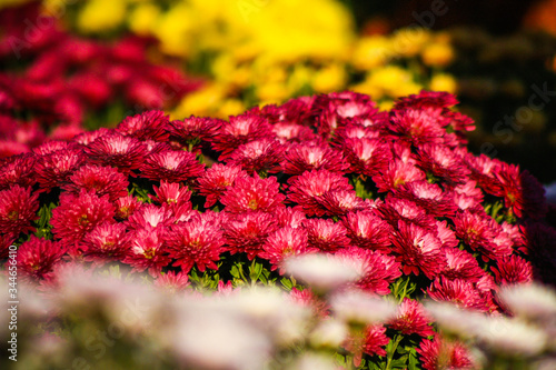 Red wildflowers 