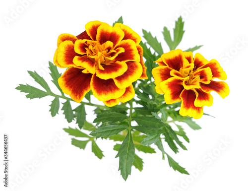 African Marigold