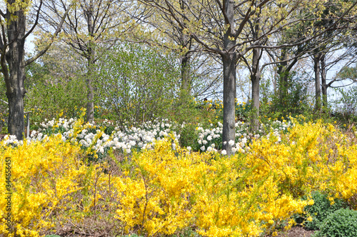 Forsyshia and daffodil