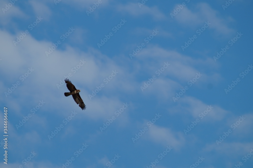 Mäusebussard Mäusebussard