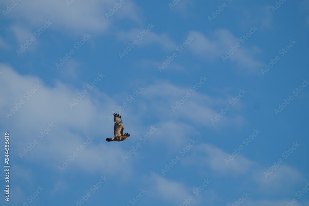 Mäusebussard Mäusebussard