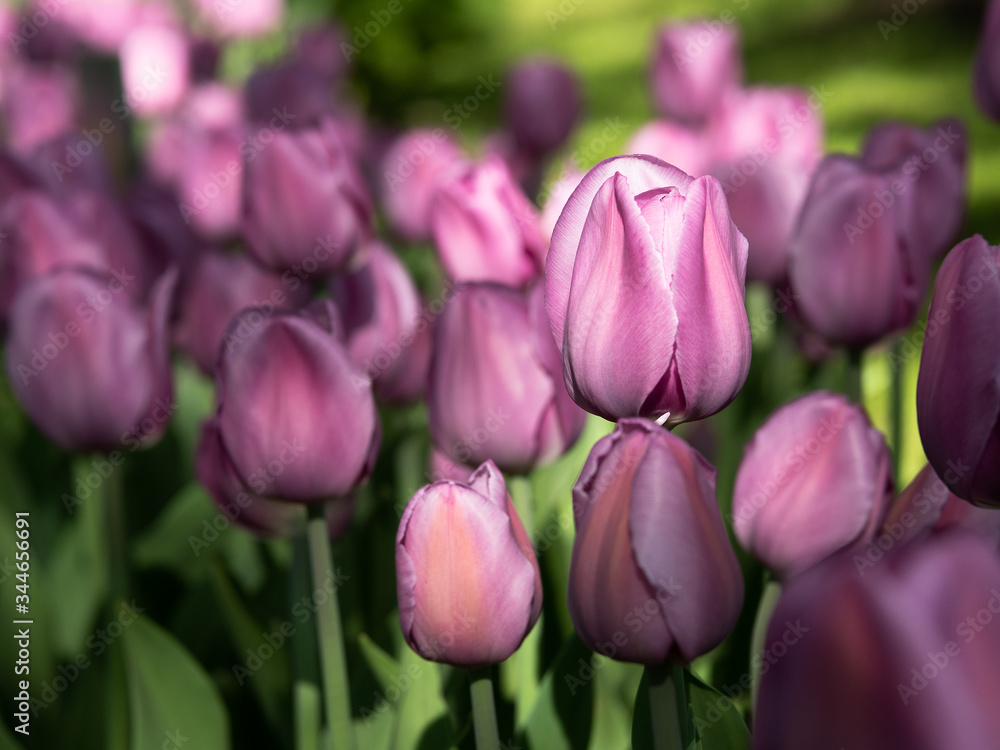 Fototapeta premium Blooming lilac tulips in the park